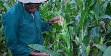 Crop Management Utilizing Crop Scouting in Maize